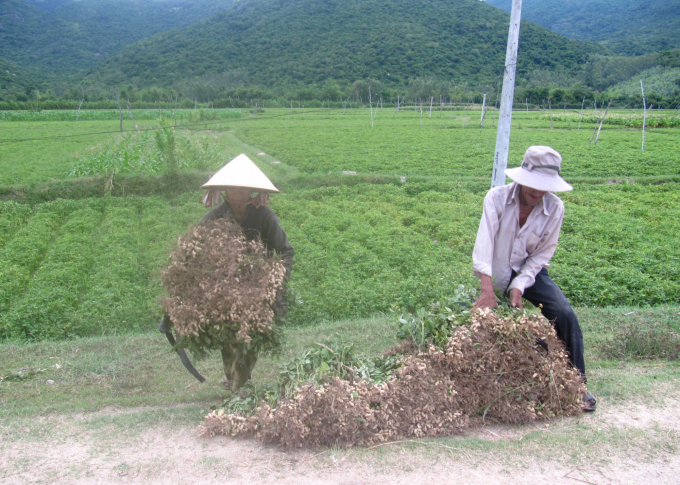Áp dụng tưới phun mưa kết hợp mini-pan người trồng lạc ở Bình Định có lợi nhuận tăng 46% nhờ năng suất tăng cao. Ảnh: Vũ Đình Thung.