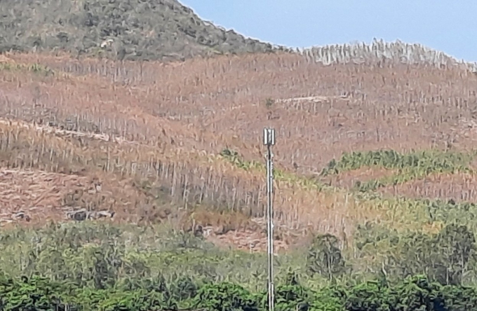 Đứng ở Quốc lộ 19 nhìn lên ngọn núi nằm trên địa bàn xã Bình Thành (huyện Tây Sơn, Bình Định) dễ dàng nhìn thấy những cánh rừng đang chết đứng. Ảnh: Vũ Đình Thung.