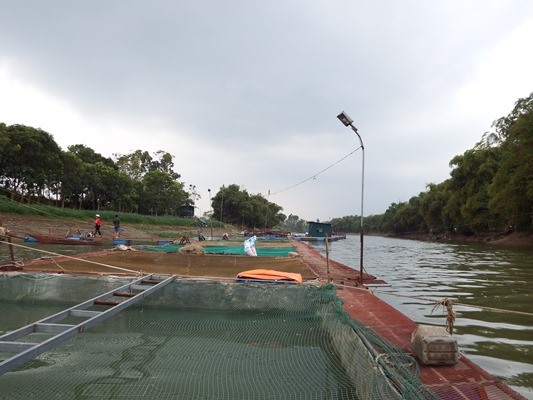 Mô hình nuôi cá lồng trên sông Phó Đáy cho thu nhập cao tại xã Thái Hòa, huyện Lập Thạch.