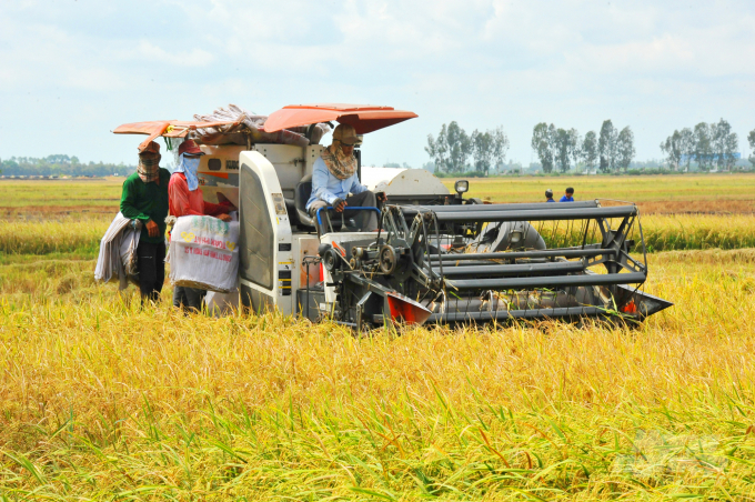 Mekong Delta farmers are harvesting the 2021 summer-autumn rice crop. Photo: Le Hoang Vu.