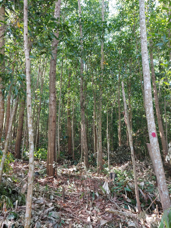 Hiện Công ty Bảo Châu Phú Yên có gần 2.000 ha rừng chứng nhận FSC. Ảnh: KS.