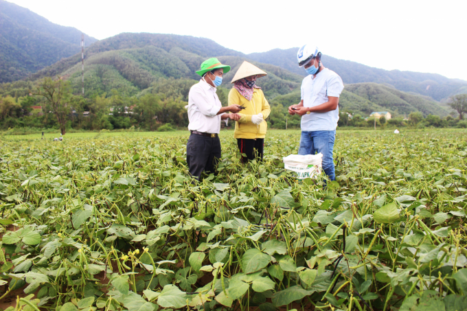Cây đậu xanh vụ hè thu 2021 đã hồi sinh vùng đất bị vùi lấp ngày nào tại xã Triệu Nguyên, huyện Đakrông (Quảng Trị). Ảnh: Phan Việt Toàn.