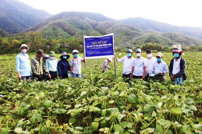 Sự vào cuộc của ngành khuyến nông đã đóng góp quan trọng vào việc hỗ trợ nông dân gói kỹ thuật đồng bộ từ cải tạo đất, sản xuất đậu xanh hiệu quả trên chân đất mới sau bồi lấp. Ảnh: Phan Việt Toàn.