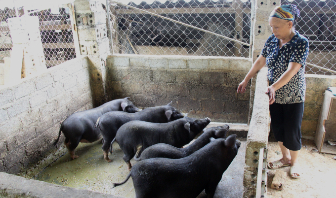Bà Đặng Mùi Mụi, dân tộc Dao đỏ ở xóm Táp Ná, xã Thanh Long (huyện Hà Quảng) luôn duy trì nuôi khoảng 20 con lợn thịt Táp Ná/lứa. Ảnh: Đinh Đại Long.