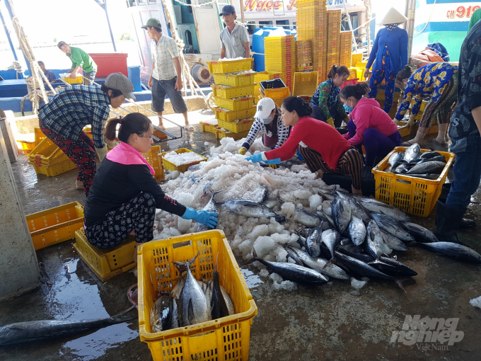 Đánh bắt thủy sản luôn là thế mạnh phát triển kinh tế của tỉnh Cà Mau. Ảnh: Quốc Việt.
