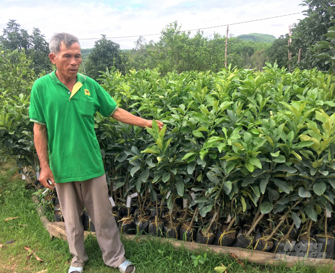 Huyện Hoài Ân sẽ tập trung trước hết cho công tác quản lý chất lượng giống cây ăn quả nhằm phát triển bền vững gắn với chuyển đổi đất rừng. Ảnh: Vũ Đình Thung.