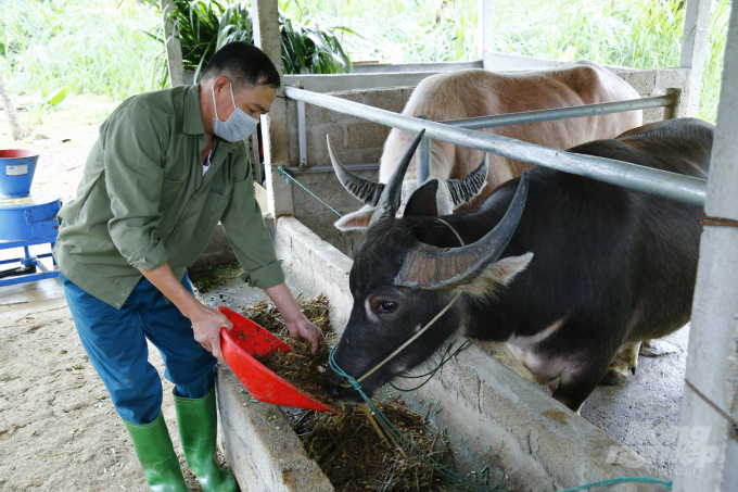 Nuôi trâu vỗ béo đã giúp nhiều nông dân ở huyện Chiêm Hóa thoát nghèo. Ảnh: Đào Thanh.
