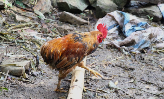 Gà Cáy Củm, hay còn gọi là gà không phao câu hiện số lượng còn rất ít, khoảng 200 con tại tỉnh Cao Bằng. Ảnh: Toán Nguyễn.