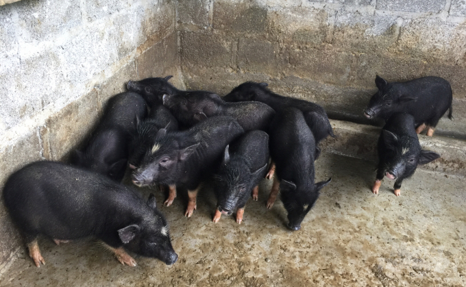 Nhờ ưu điểm về việc thích nghi tốt điều kiện thời tiết, ít bị dịch bệnh, nên lợn Táp Ná có nguồn gen quý cần được bảo tồn và phát triển. Ảnh: Công Hải.