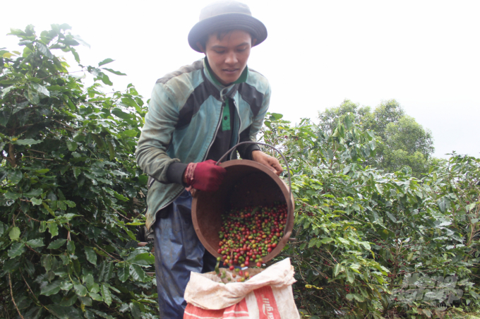 Cây cà phê Arabica Khe Sanh tạo công ăn việc làm cho nhiều lao động địa phương. Ảnh: Tâm Phùng.