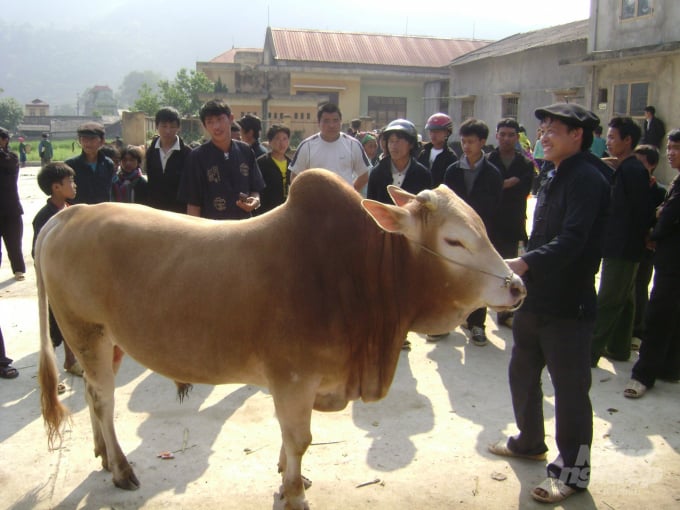 Bò Mông ở Hà Giang đang được định hướng phát triển theo hướng hàng hóa, nâng cao thu nhập cho người dân bản địa. Ảnh: Đào Thanh.