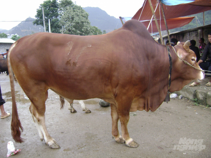 Cá biệt có những con bò Mông đực ở Hà Giang nặng tới 700kg. Ảnh: Đào Thanh.
