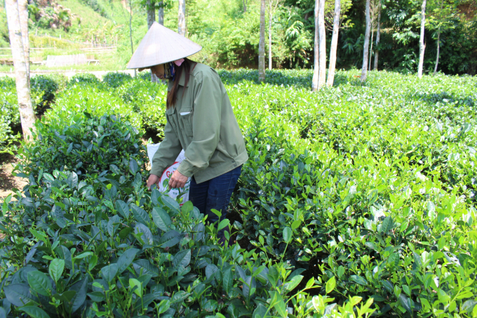 Cơ bản người trồng chè ở Bắc Kạn vẫn chưa áp dụng sâu khoa học kỹ thuật vào sản xuất. Ảnh: Toán Nguyễn.