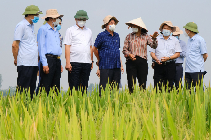 Bộ trưởng Lê Minh Hoan thăm mô hình cánh đồng mẫu lớn tại huyện Ứng Hòa, Hà Nội. Ảnh: Bảo Thắng.