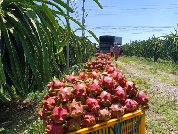 Binh Thuan People's Committee assessed that safe dragon fruit production according to GlobalGAP and VietGAP standards is developing slowly, full of formality, and has not yet practical. Photo: KS.