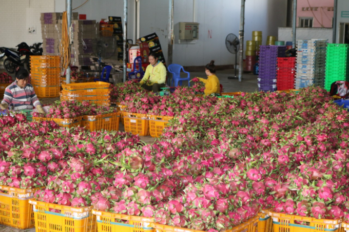 Binh Thuan province will expand the market for dragon fruit products to many other countries. Photo: KS.