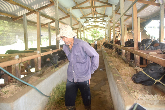 Bình Định có gần 300.000 con bò, nhưng mới chỉ có 614 con của 339 hộ nghèo được bảo hiểm chăn nuôi. Ảnh: Vũ Đình Thung.