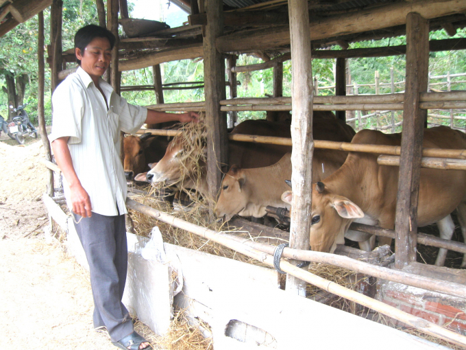 Nông dân cho rằng cần bảo hiểm rộng hơn cho các loại bệnh nguy hiểm trên trâu bò. Ảnh: Vũ Đình Thung.