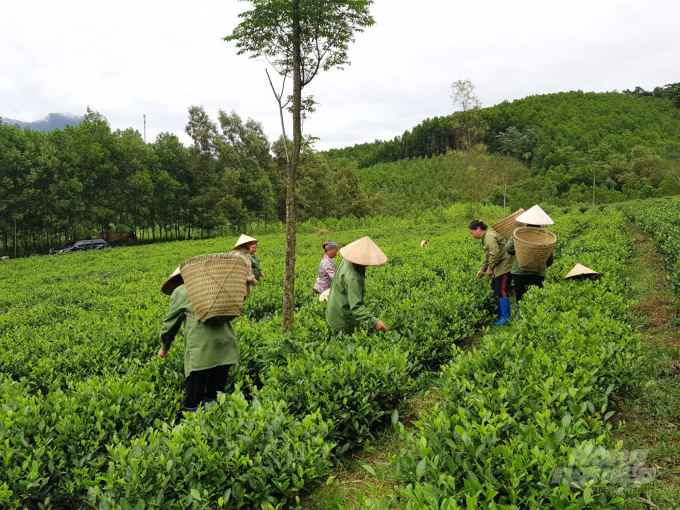 Cây chè trung du được trồng nhiều ở huyện Chợ Mới. Ảnh: Toán Nguyễn.