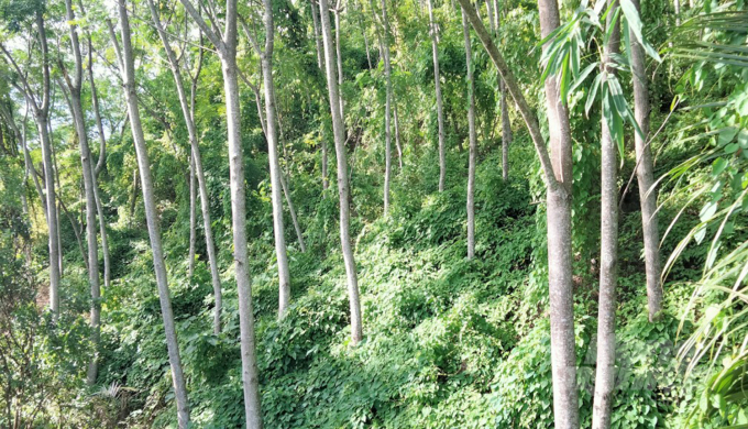 Giai đoạn 2022 - 2025, hàng loạt chính sách sẽ được 'mặc áo mới', trong đó có trồng rừng gỗ lớn và trồng rừng bằng cây trồng bản địa. Ảnh: Việt Khánh.