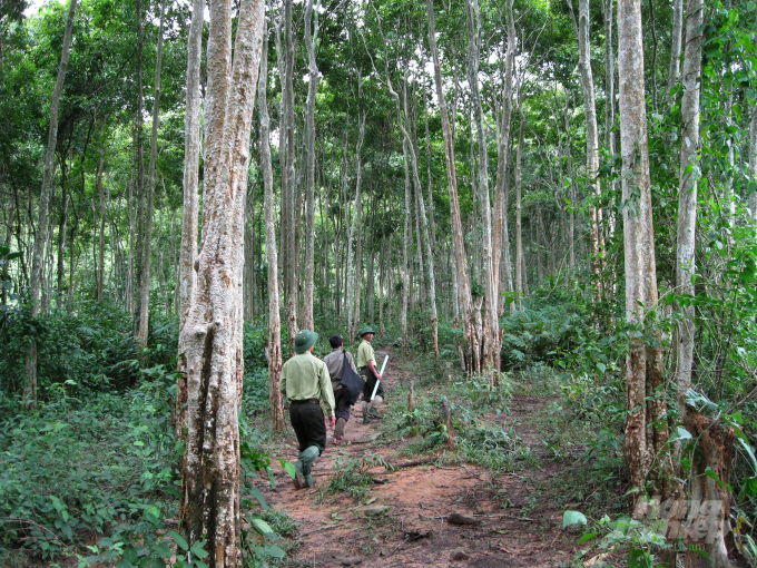 Công ty TNHH MTV Lâm nông nghiệp Sông Hiếu là đơn vị duy nhất trên địa bàn tỉnh có thể vận dụng linh hoạt và chủ động trồng rừng thâm canh. Ảnh: Việt Khánh.