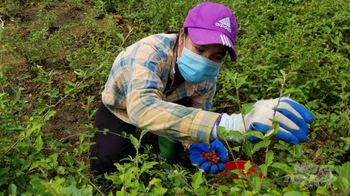 Thu hoạch quả cà gai leo phải rất cẩn thận vì gai sắc, nhọn. Ảnh: Dương Đình Tường.