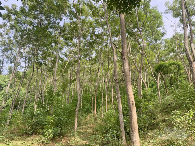 Phương thức trồng rừng thâm canh với mức hỗ trợ 50% giá giống không mang lại kết quả như kỳ vọng. Ảnh: Việt Khánh.