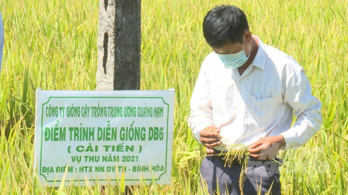 Năng suất lúa ĐB6 cải tiến trong vụ thu năm 2021 tại xã Bình Hòa (huyện Tây Sơn, Bình Định) đạt 85 tạ/ha, cao hơn giống lúa thuần đối chứng 10 tạ/ha. Ảnh: V.Đ.T