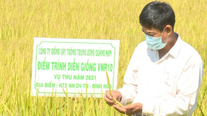 Năng suất lúa VNR10 trong vụ thu năm 2021 tại xã Bình Hòa (huyện Tây Sơn, Bình Định) đạt 80 tạ/ha, cao hơn giống lúa thuần đối chứng 5 tạ/ha, chất lượng gạo ngon. Ảnh: V.Đ.T