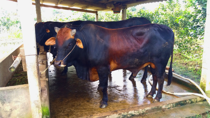 Cần tăng cường tiêm vacxin để phòng chống bệnh viêm da nổi cục bảo vệ đàn bò. Ảnh: Minh Đảm.