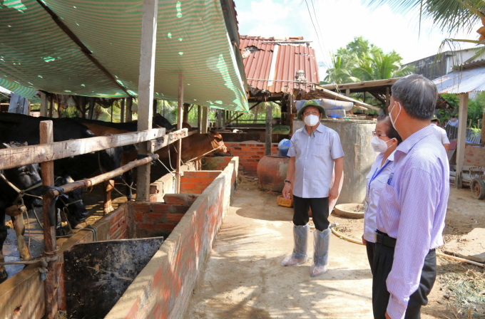 Ngành chức năng tỉnh Tiền Giang khảo sát tình hình dịch bệnh viêm da nổi cục trên bò. Ảnh: Minh Đảm.