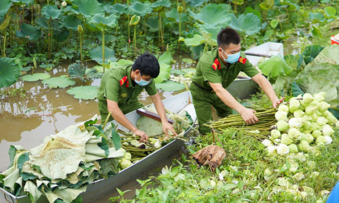 Lực lượng công an huyện Ứng Hòa hỗ trợ nông dân tiêu thụ các phẩm từ sen. Ảnh: NVCC.