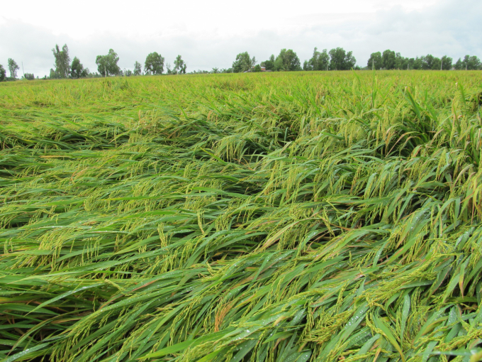 Mấy ngày nay xảy ra mưa lớn tại ĐBSCL nên nhiều ruộng lúa bị đổ gãy. Ảnh: Trọng Linh.