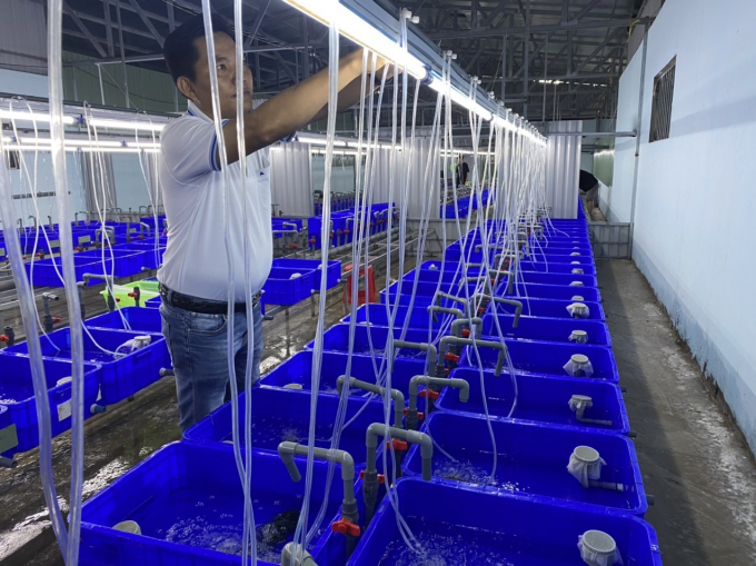 Ương lươn bột tại Công ty Cổ phần Lươn công nghệ cao tại xã Tân Hạnh (huyện Long Hồ, Vĩnh Long). Ảnh: Minh Đảm.