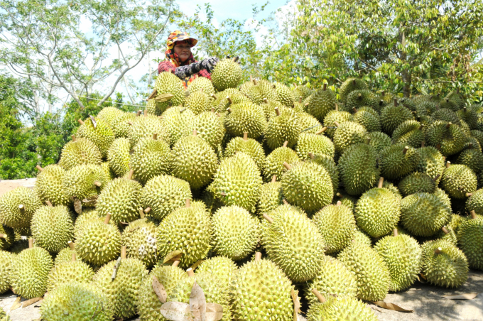 Sầu riêng, một mặt hàng nông sản chủ lực của ĐBSCL.