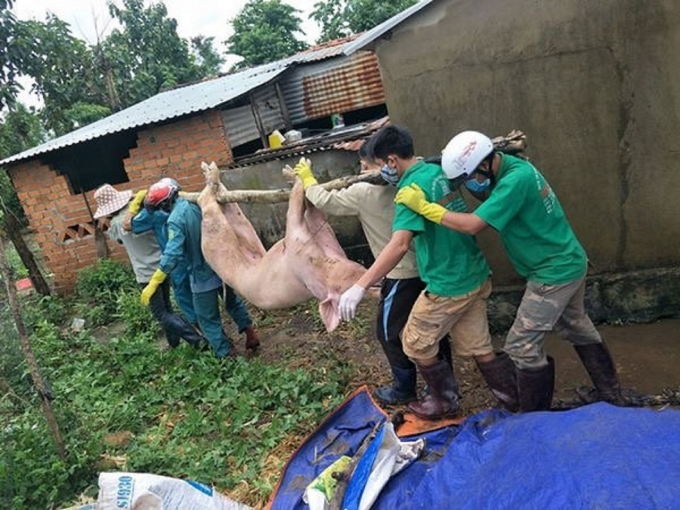 Cơ quan chức năng huyện Cư M’gar tổ chức tiêu hủy lợn mắc bệnh. Ảnh: TD.