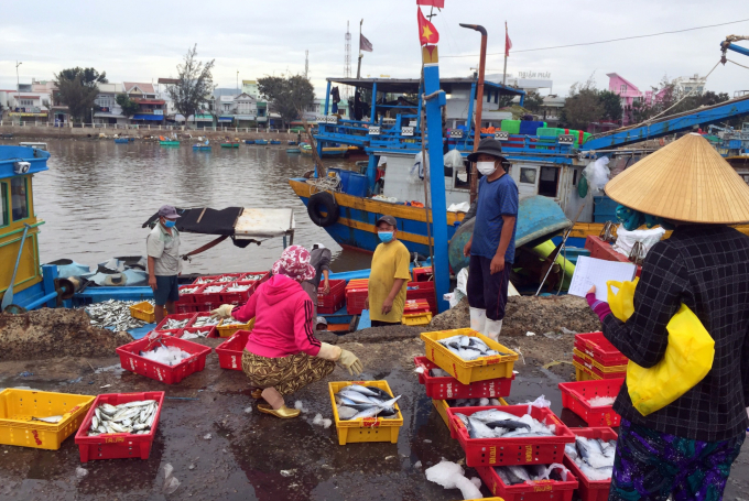 Các tàu đánh bắt đạt sản lượng nhưng giá cá các loại giảm 20 - 30% so với ngày bình thường. Ảnh: A.T.