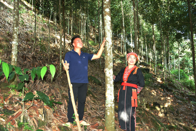 Quế là cây trồng rất quan trọng của bà con vùng núi Lào Cai. Ảnh: TL.