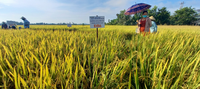 Nhiều hộ dân ở Quảng Ngãi đánh giá cao khả năng thích ứng, năng suất của giống lúa ĐB6 trong vụ hè thu 2021. Ảnh: L.K.