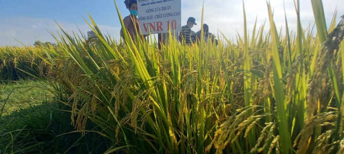 Những giống lúa của Vinaseed Group luôn mang đến sự hài lòng cho bà con nông dân. Ảnh: L.K.