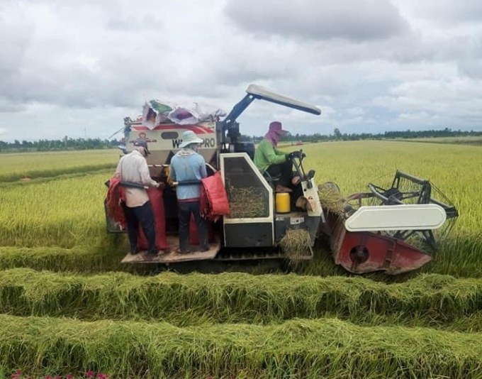 Bạc Liêu đang thiếu hụt số lượng máy cắt nghiêm trọng, trong khi mùa mưa đang tới, có nguy cơ làm ngã đổ lúa. Ảnh: Trọng Linh.