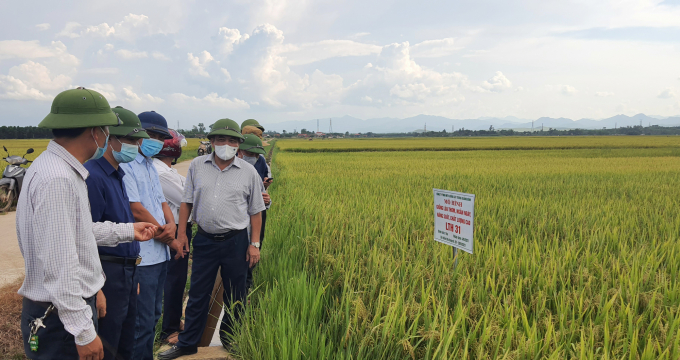 Lãnh đạo tỉnh Quảng Bình và Sở NN-PTNT thăm mô hình lúa LTH 31 tại huyện Lệ Thủy. Ảnh: N.Tâm.