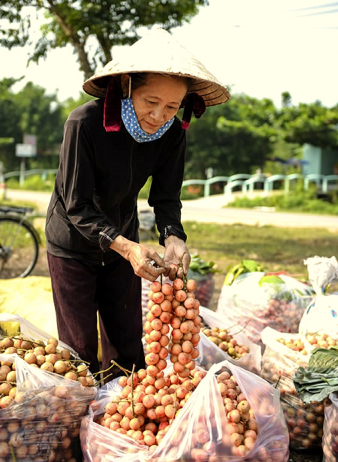 Dâu đất không phải là cây trồng mang lại nguồn thu nhập chính, mà chỉ là loại cây góp phần tăng thu nhập. Nhà nhiều trồng vài chục cây, nhà ít có vài cây trong vườn. Người dân Tiên Phước rất hiếu khách, vào mùa này đến tận vườn tham quan và thưởng thức dâu đất tại chỗ.