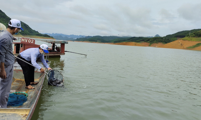 Lãnh đạo Chi cục Thủy sản Hòa Bình thả cá giống xuống lòng hồ Hòa Bình trên sông Đà. Ảnh: Thanh Hằng.