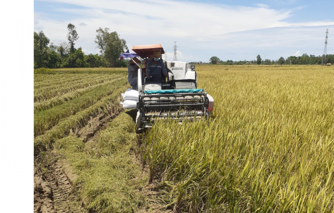 Thu hoạch lúa LTH 31 trên địa bàn huyện Quảng Trạch với năng suất 62 tạ/ha. Ảnh: N. Tâm