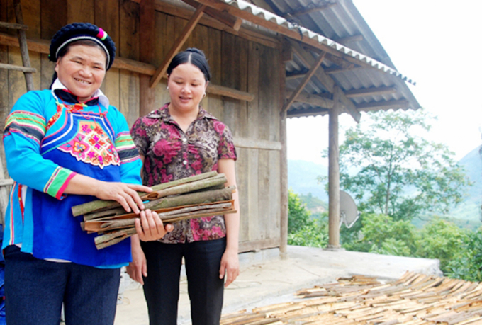 Hiện nay, quế vẫn là cây trồng mang lại nguồn thu nhập tốt cho bà con đồng bào dân tộc thiểu số của Lào Cai. Ảnh: Đăng Hải.