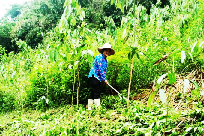 Người dân Lào Cai đang dần thay đổi nhận thức về sản xuất hàng hóa trên cây trồng chủ lực là cây quế tại địa phương. Ảnh: LH.