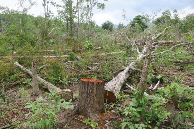 Khu rừng với những cây gỗ to đã bị chặt hạ, dấu vết cho thấy đối tượng sử dụng cưa máy. Ảnh: HC.