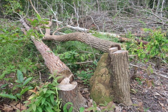 Những cây gỗ rừng tự nhiên phòng hộ đã bị chặt hạ không thương tiếc. Ảnh: HC.