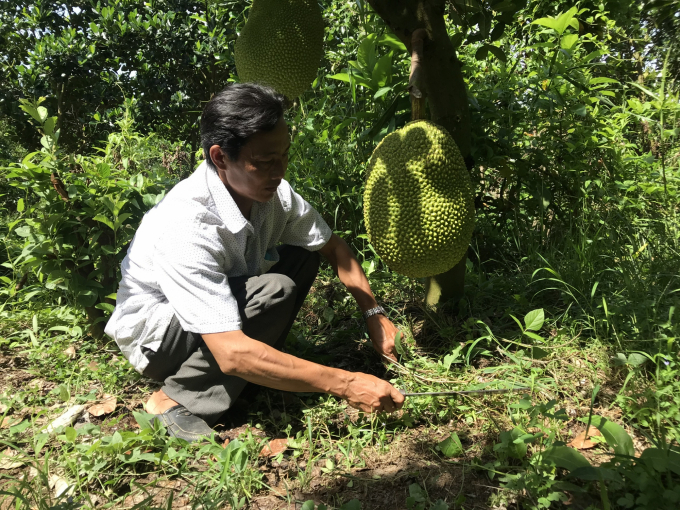 Farmers are weeding before fertilizer application for jackfruit. Photo: Minh Dam.